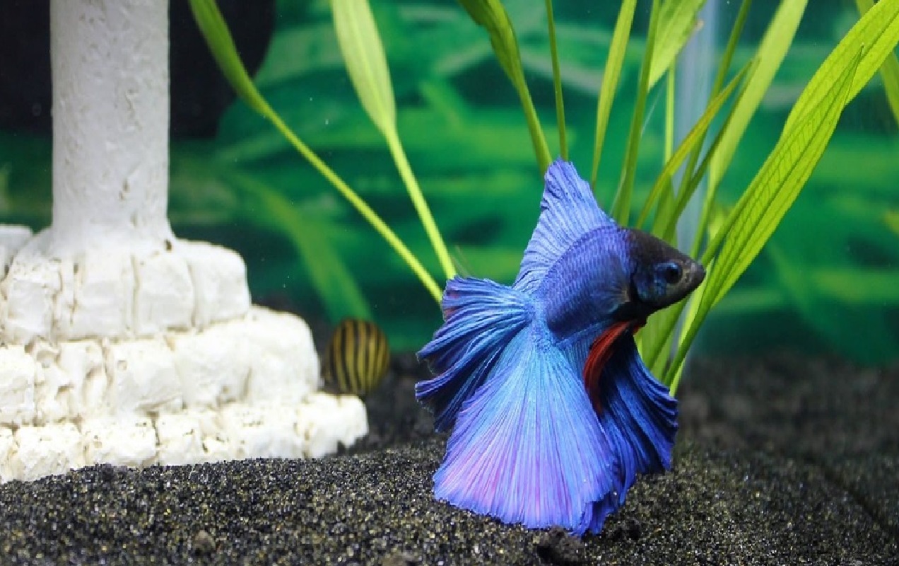 Guía completa para tener un pez betta como mascota - Las mascotas de Noé