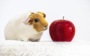Cómo Alimentar A Una Cobaya En Casa