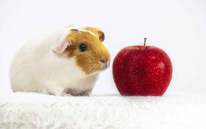 Lee más sobre el artículo ¿Cómo alimentar a una cobaya en casa?