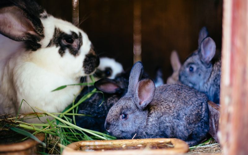 Lee más sobre el artículo ¿Cómo preparar un hogar seguro para tu conejo?