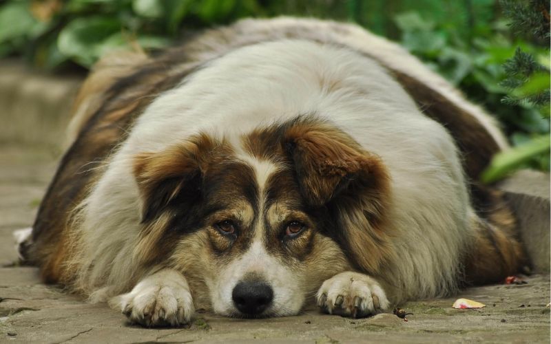 Lee más sobre el artículo ¿Cómo saber si estoy sobrealimentando a mi perro?