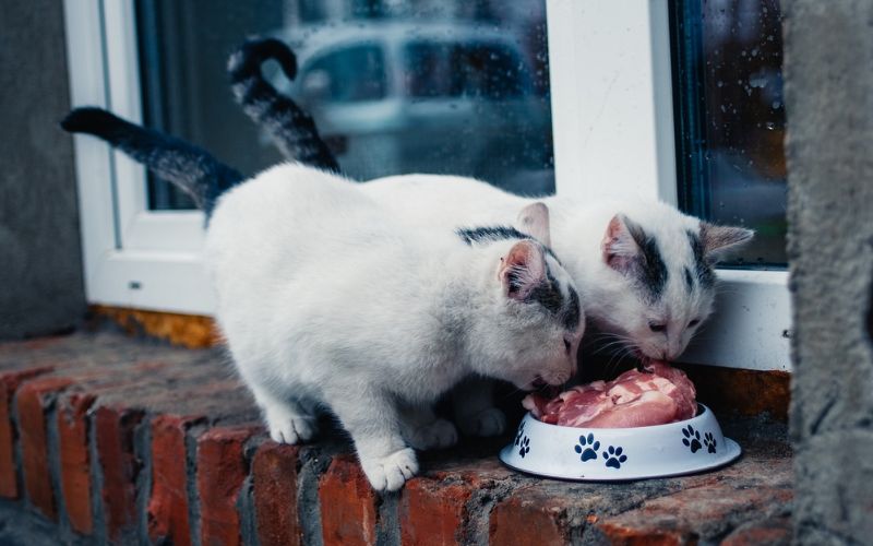 Lee más sobre el artículo ¿Cómo saber si mi gato tiene una dieta equilibrada?