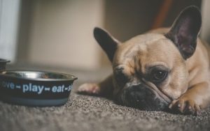 Cuál Es El Mejor Pienso Para Mi Perro