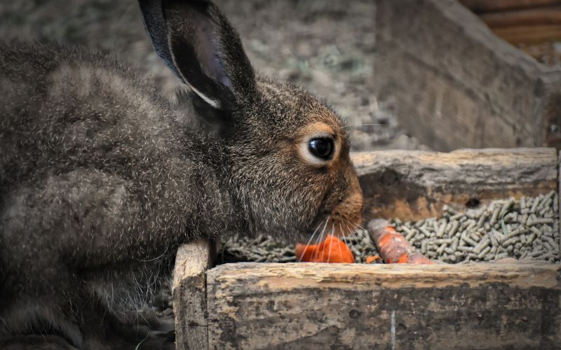 Lee más sobre el artículo ¿Cuáles son las hortalizas favoritas de los conejos?