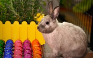 Lee más sobre el artículo Los mejores juguetes para conejos