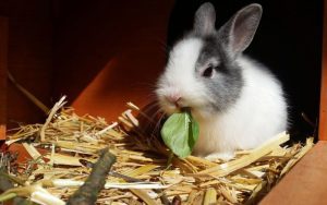 Lee más sobre el artículo ¿Qué comida casera puede comer un conejo?