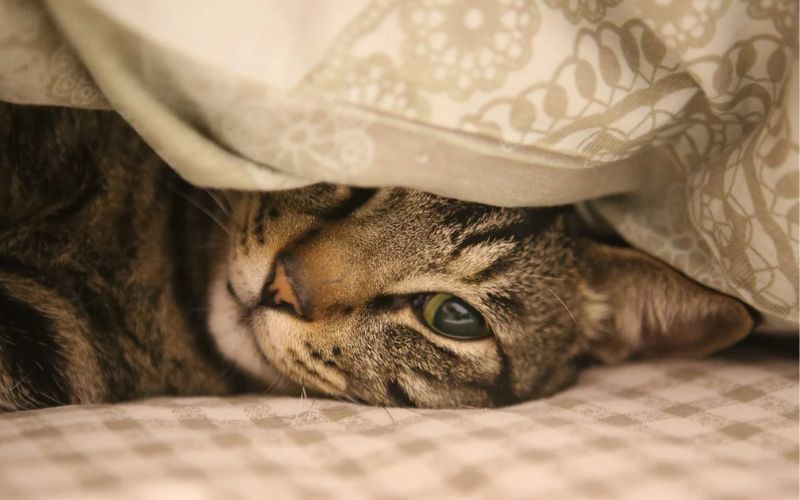 Lee más sobre el artículo ¿Qué comida dar a mi gato si tiene problemas renales?