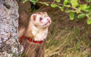 Cómo Crear Juguetes Caseros Para Hurones