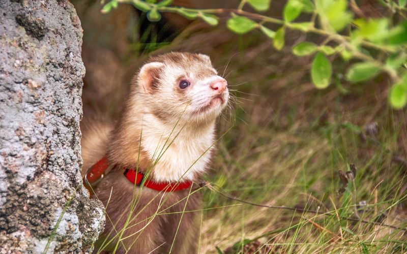 Lee más sobre el artículo ¿Cómo crear juguetes caseros para hurones?