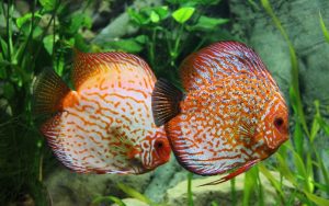 Lee más sobre el artículo ¿Cómo crear un ambiente tropical para peces en tu acuario?