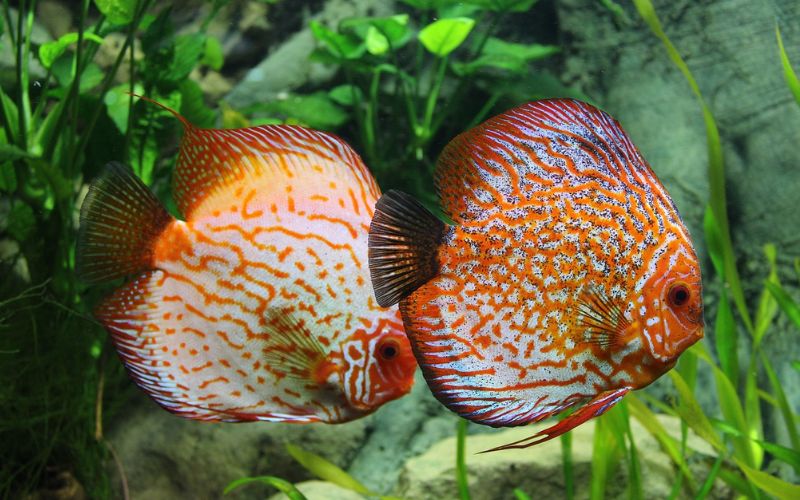 Lee más sobre el artículo ¿Cómo crear un ambiente tropical para peces en tu acuario?