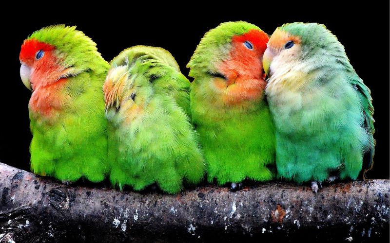 Lee más sobre el artículo ¿Cómo crear un área de juego para tus aves domésticas?