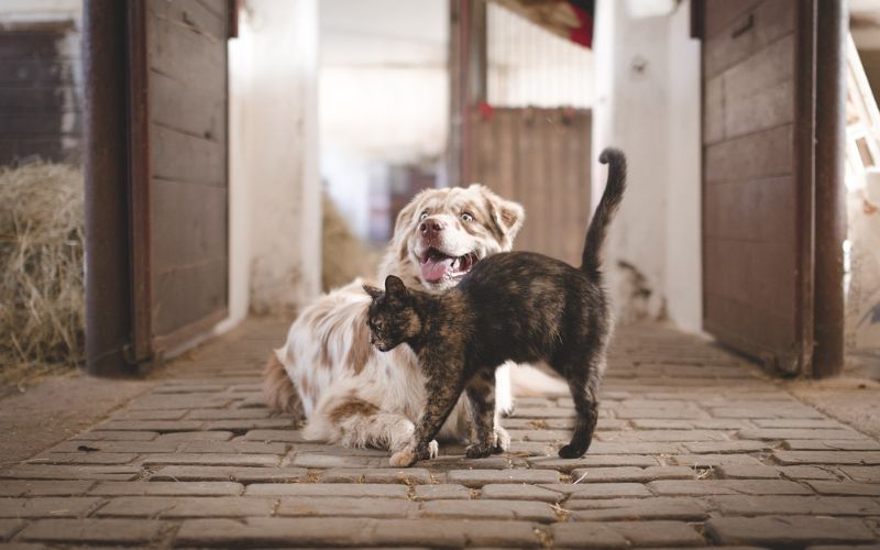 Lee más sobre el artículo ¿Cómo crear un espacio seguro y confortable para tus mascotas en casa?