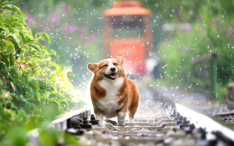 Lee más sobre el artículo ¿Cómo proteger a tu perro de las altas temperaturas en verano?