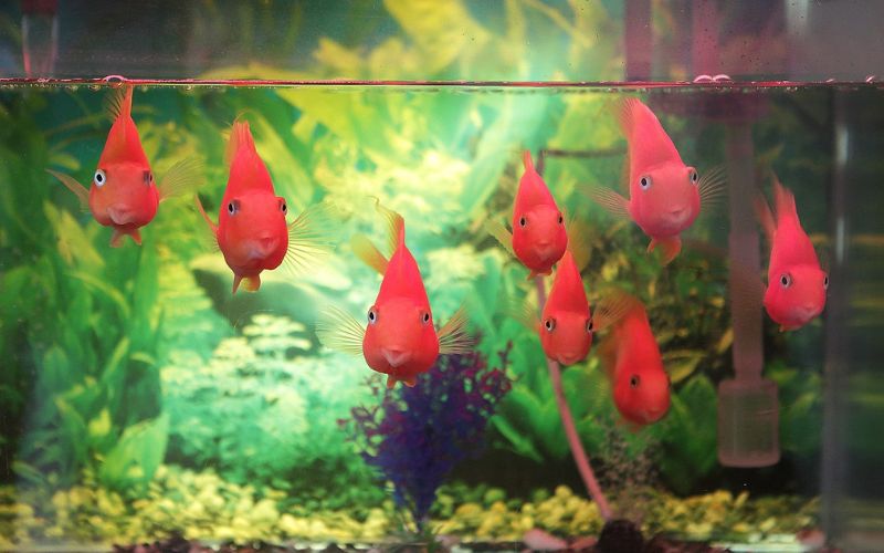 Lee más sobre el artículo ¿Cuáles son las mejores actividades para mantener activos a tus peces de acuario?
