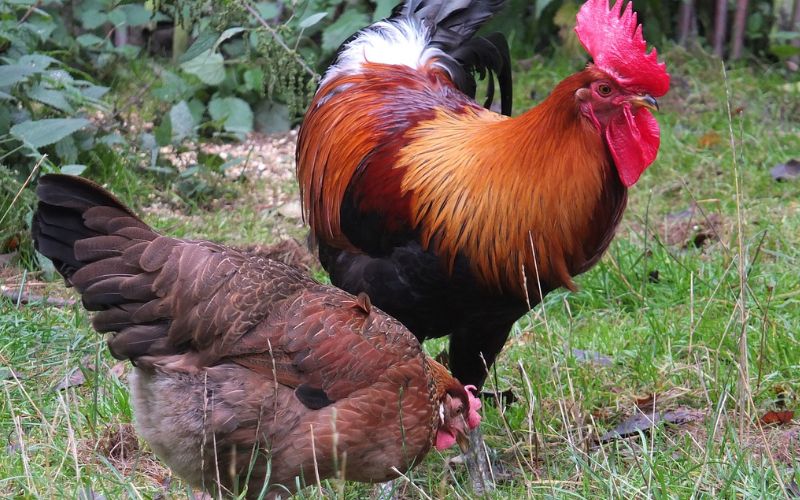 Lee más sobre el artículo ¿Cuáles son los alimentos más peligrosos para las aves domésticas?