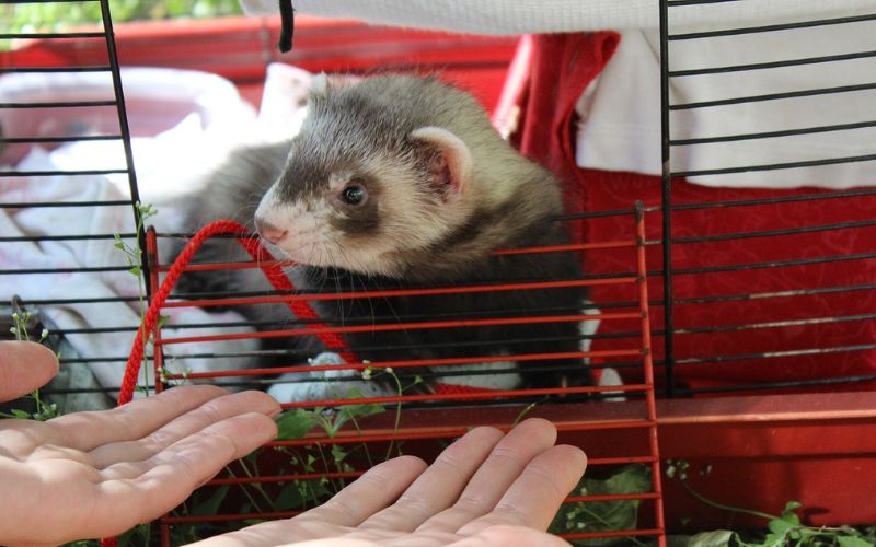 Lee más sobre el artículo ¿Cuáles son los mejores juegos para estimular a tu hurón?