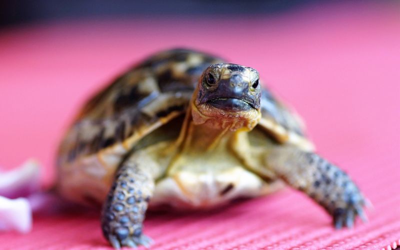 Lee más sobre el artículo Dieta recomendada para una tortuga de tierra