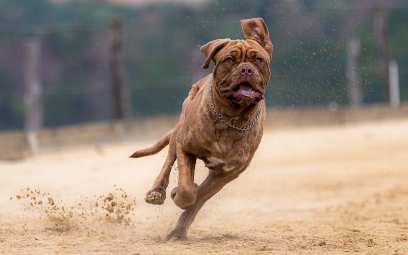 Lee más sobre el artículo La importancia del ejercicio para el bienestar de tu perro