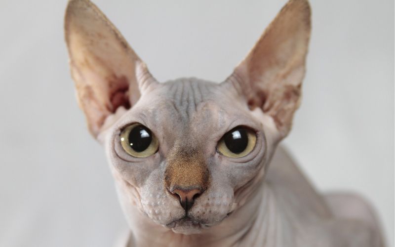 Lee más sobre el artículo Características del gato esfinge o sphynx