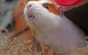Lee más sobre el artículo ¿Cómo saber si mi cobaya está estresada?