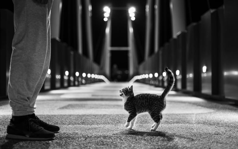 Lee más sobre el artículo ¿Por qué algunos gatos mueven la cola como los perros?