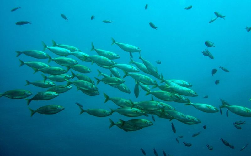 Lee más sobre el artículo ¿Por qué los peces nadan en círculos?