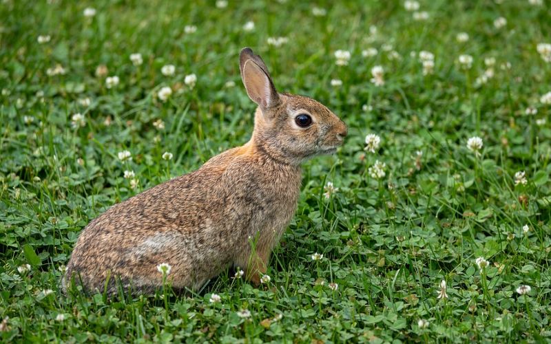 Lee más sobre el artículo ¿Qué animales pueden convivir con conejos?