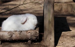 Qué Factores Afectan Al Sueño De Los Conejos