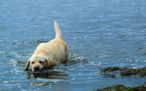 Lee más sobre el artículo ¿Qué razas de perro nadan mejor?