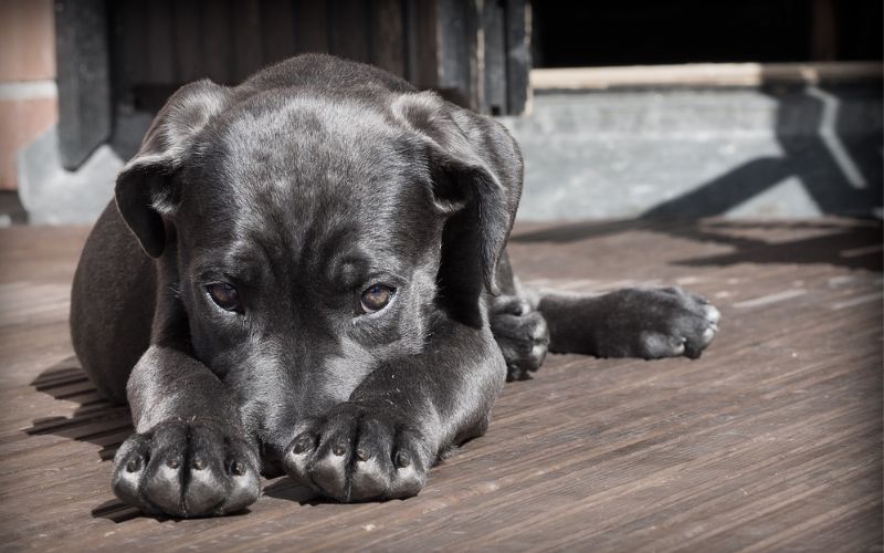 Lee más sobre el artículo ¿Qué tipo de música puede relajar a un perro nervioso?
