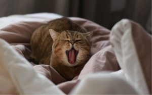 Lee más sobre el artículo ¿Cómo afecta la luz artificial al sueño de los gatos?