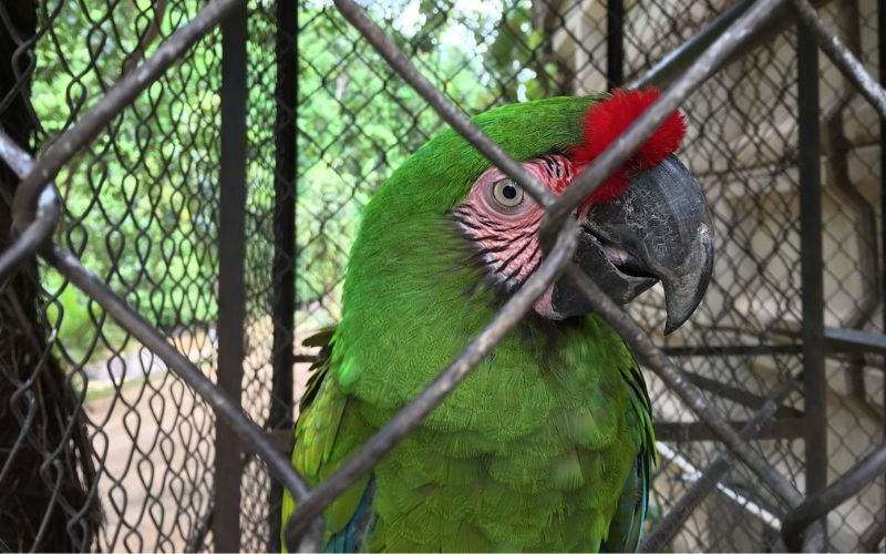 Lee más sobre el artículo ¿Cómo elegir el tamaño de jaula para mi loro?