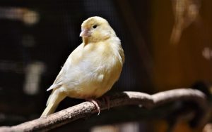 Lee más sobre el artículo ¿Cómo identificar el canto de alegría en los canarios?