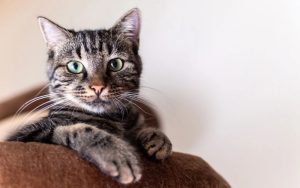 Lee más sobre el artículo ¿Los gatos tienen buena memoria?