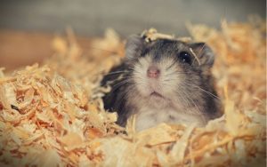 Lee más sobre el artículo ¿Los hámsters pueden soñar mientras duermen?