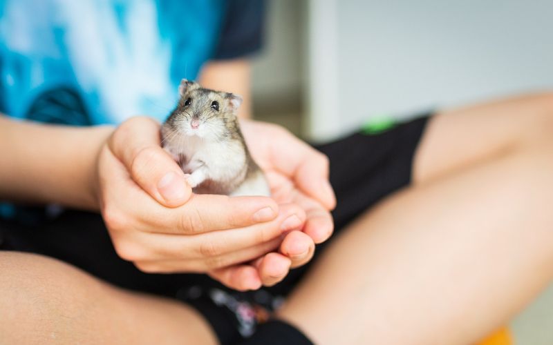 Lee más sobre el artículo ¿Los hámsters reconocen a sus dueños?