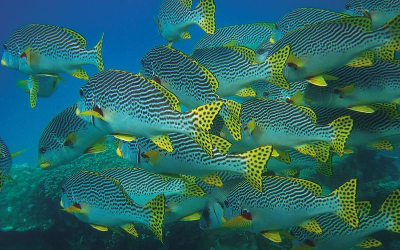 Lee más sobre el artículo ¿Los peces notan el cambio de las estaciones?