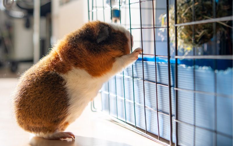 Lee más sobre el artículo ¿Por qué algunas cobayas muerden su jaula?