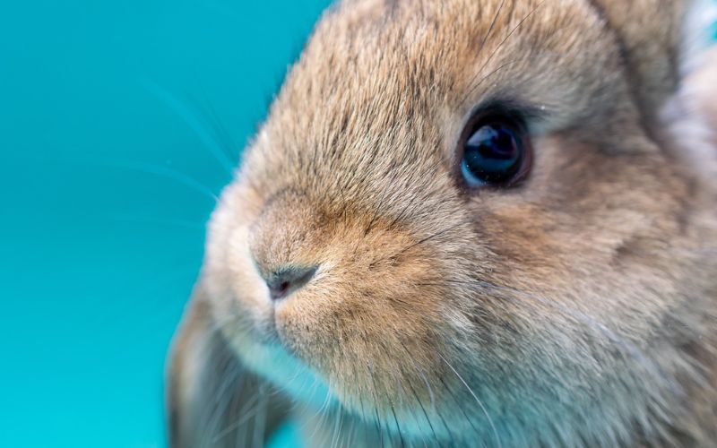 Lee más sobre el artículo ¿Por qué algunos conejos mueven la nariz constantemente?