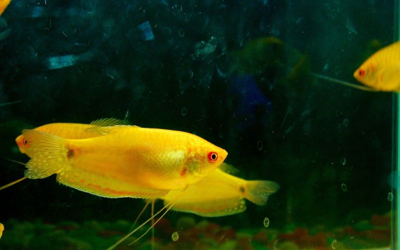 Lee más sobre el artículo ¿Por qué algunos peces cambian de color en acuarios domésticos?