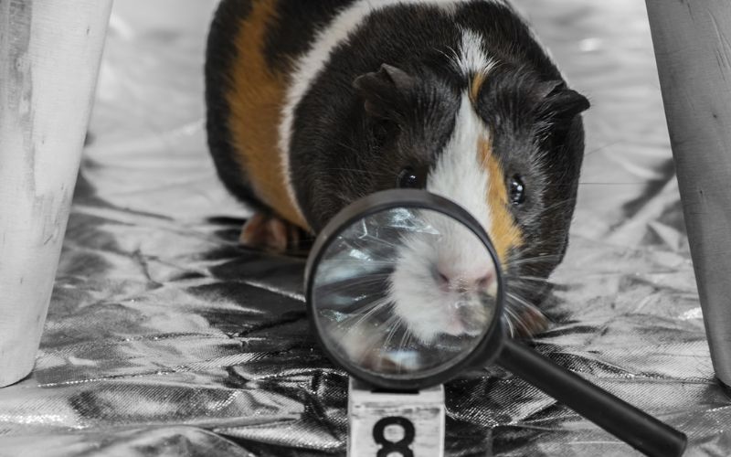 Lee más sobre el artículo ¿Por qué las cobayas tienen bigotes tan largos?