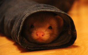 Lee más sobre el artículo ¿Por qué los hurones esconden sus juguetes?