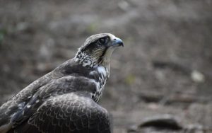 Lee más sobre el artículo ¿Por qué los pájaros se “bañan” en polvo?
