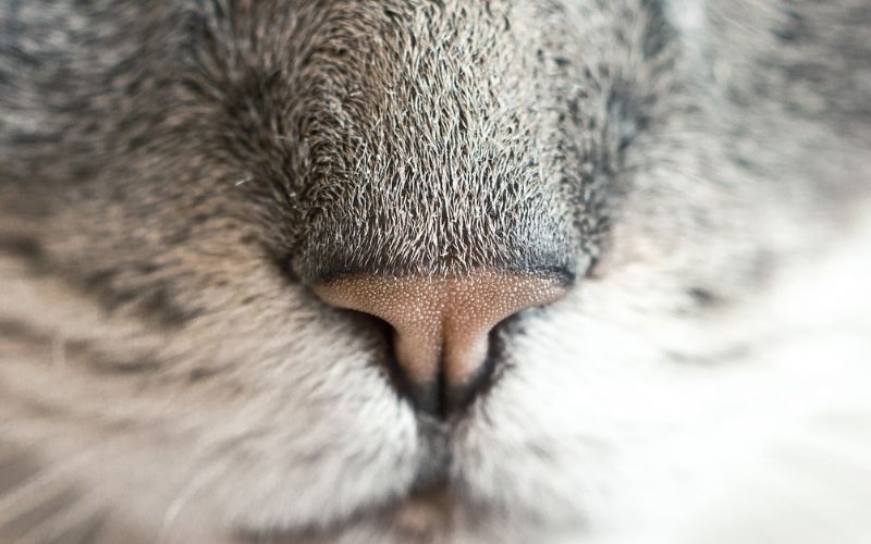 Lee más sobre el artículo ¿Qué olores odian los gatos y por qué?