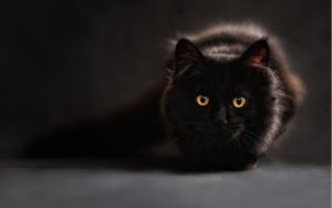 Lee más sobre el artículo ¿Cómo ayudar a un gato a adaptarse a un nuevo hogar?