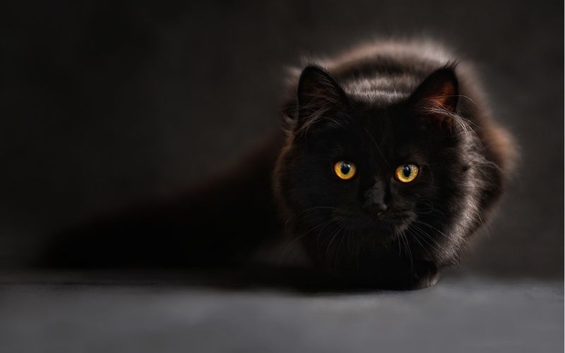 Lee más sobre el artículo ¿Cómo ayudar a un gato a adaptarse a un nuevo hogar?