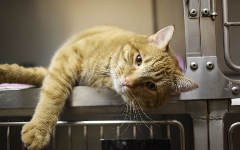 Lee más sobre el artículo ¿Cómo calmar a un gato durante una visita al veterinario?