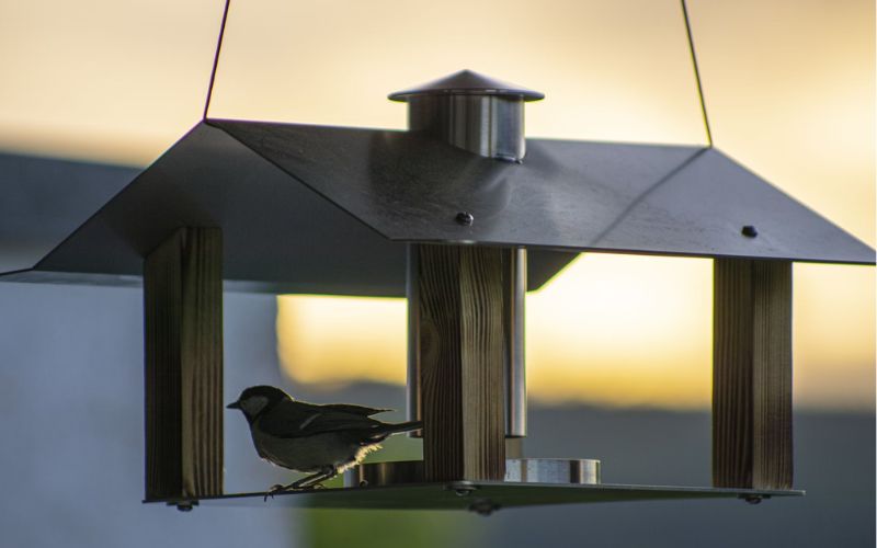 Lee más sobre el artículo ¿Cómo construir un refugio casero para aves pequeñas?