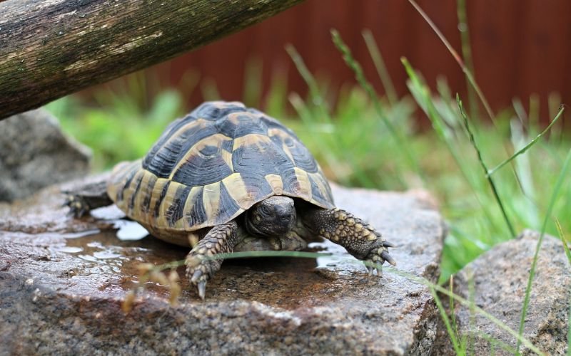 Lee más sobre el artículo ¿Cómo crear un espacio para una tortuga terrestre en casa?